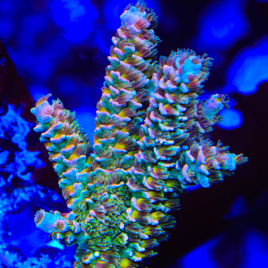 TSA Mango Passion Tenuis Acropora Coral