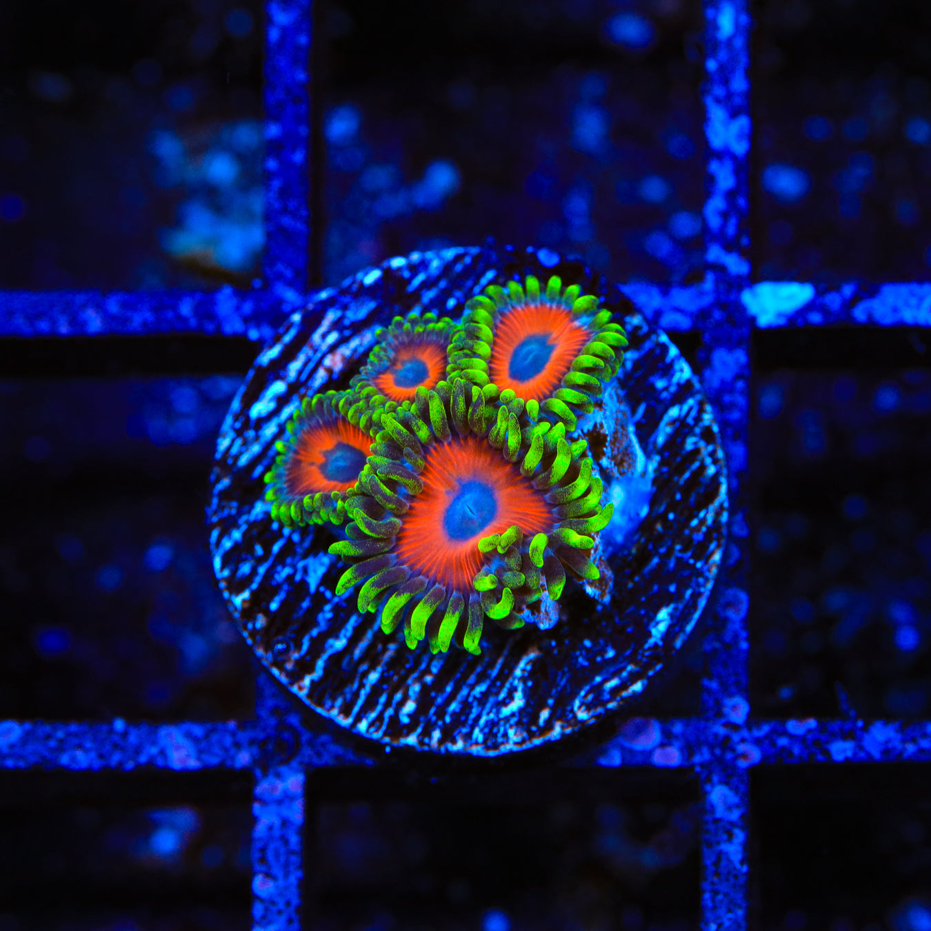 Wammin Watermelons Zoanthids Coral