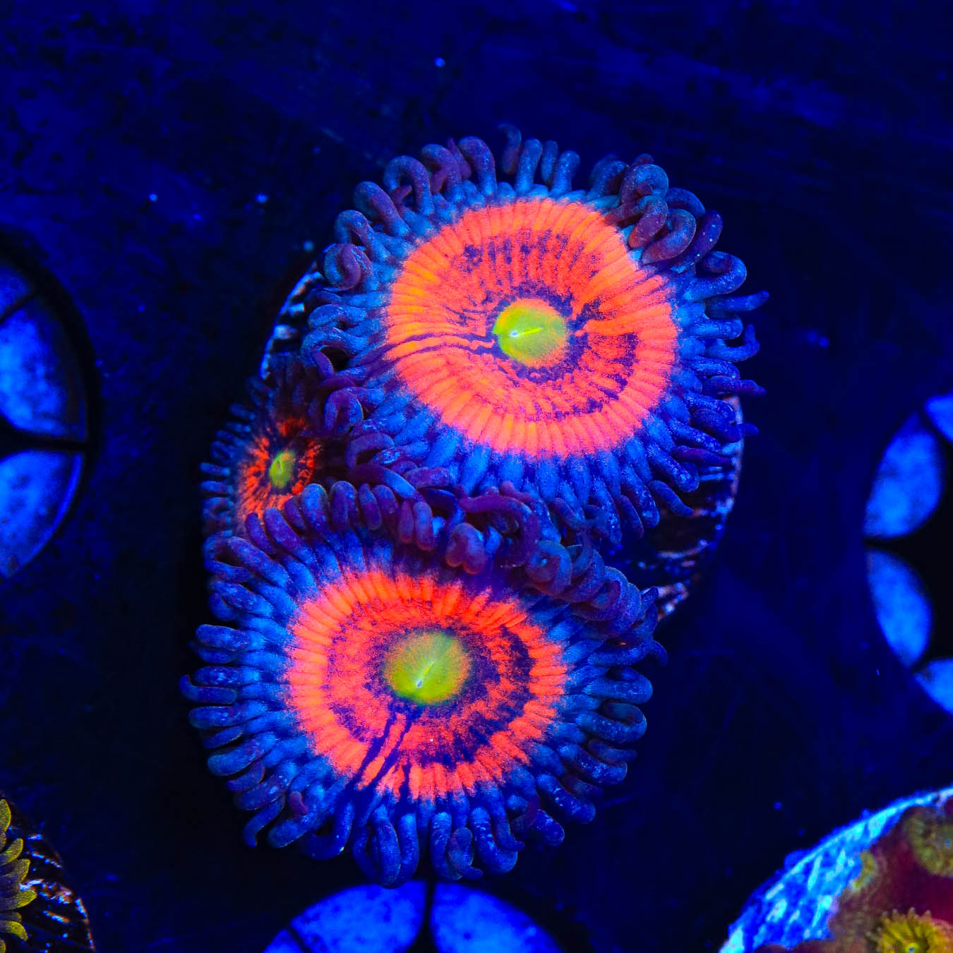 Gobstoppers Zoanthids Coral