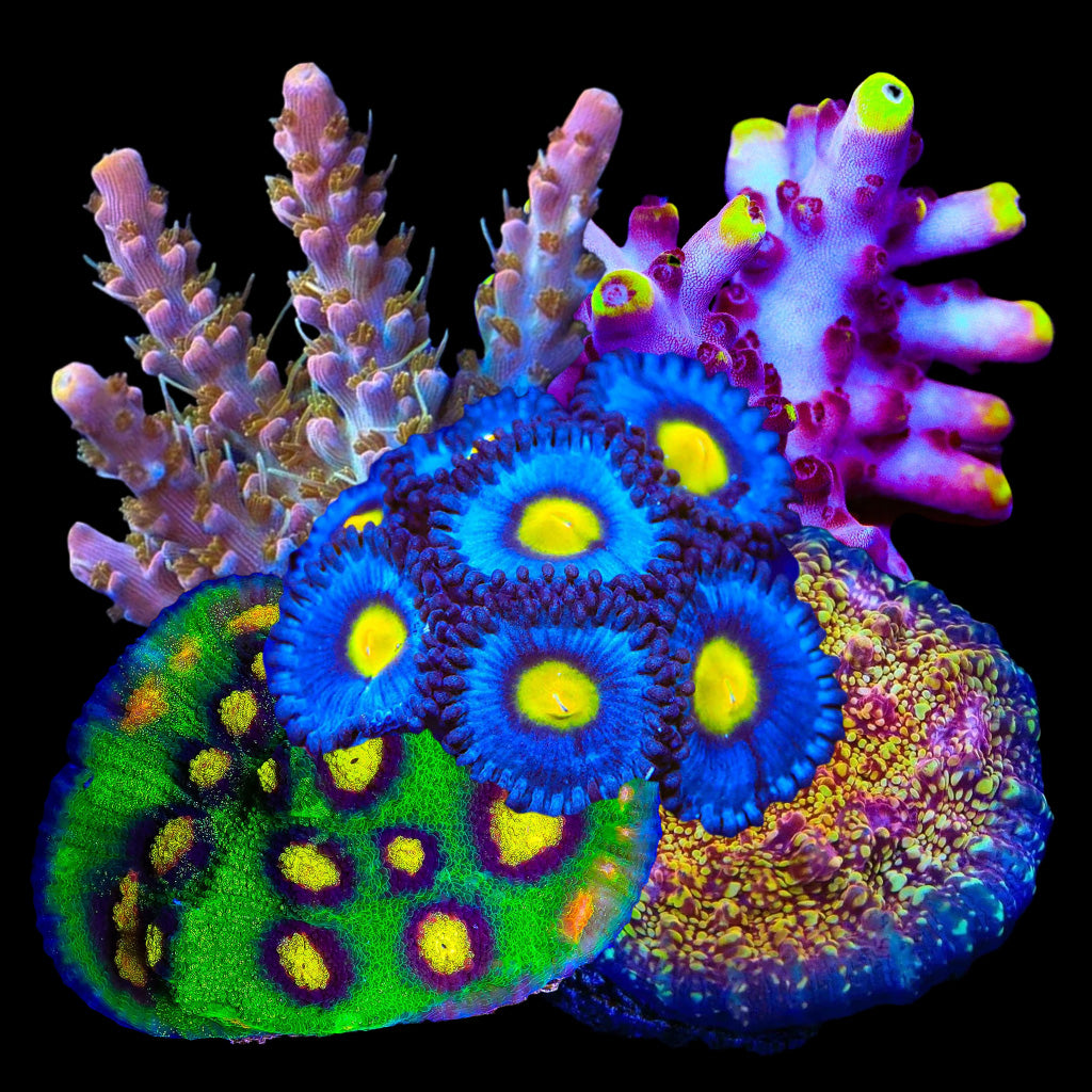 Mixed Frag Variety Pack - Premium