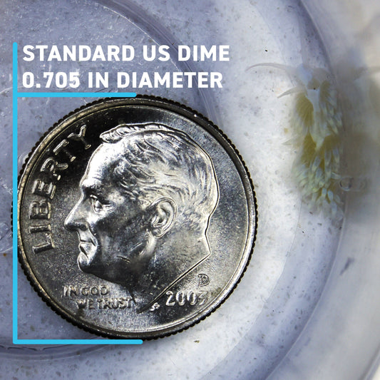 Berghia Nudibranch - Aiptasia Destroyers (XL) - Reef Genetics