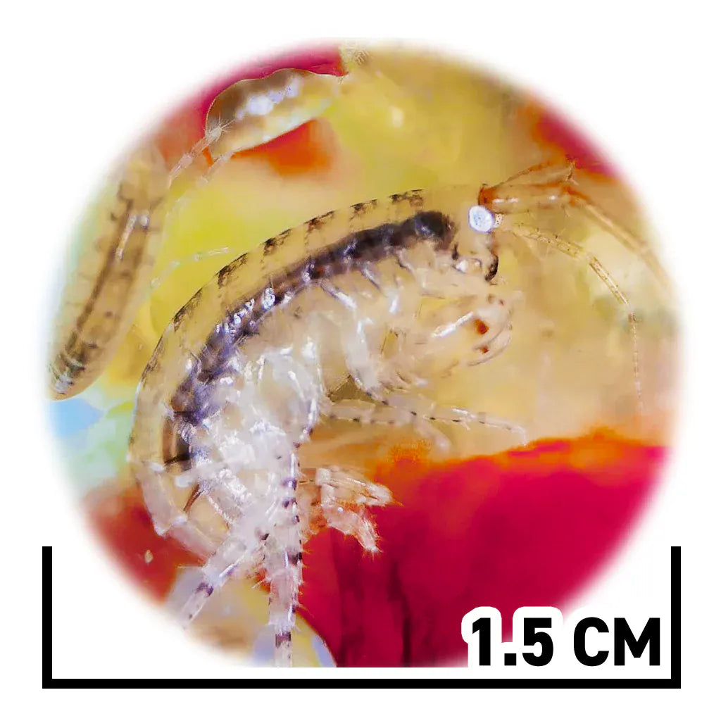 Amphipods - Reef Genetics