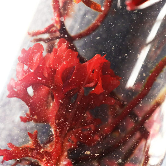 Live Tisbe Copepods - Reef Genetics