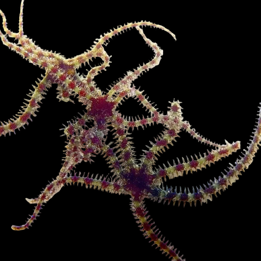 Micro Brittle Starfish - Reef Genetics