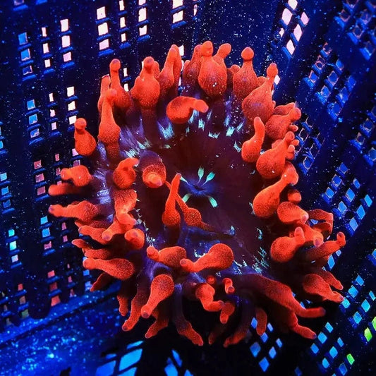 Black Widow Bubble Tip Anemone