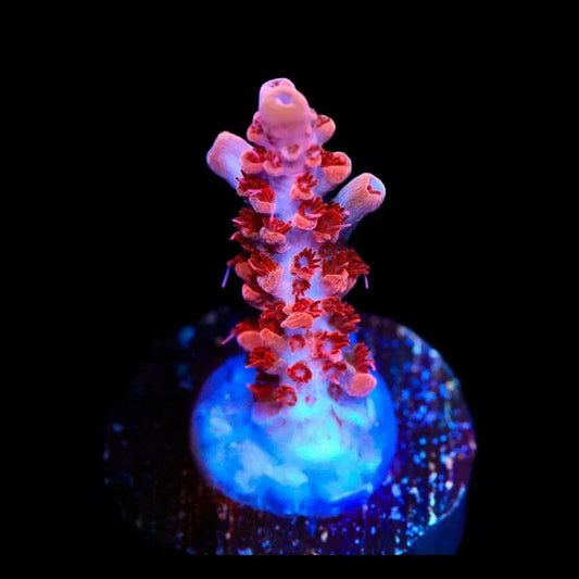 CB Maleficent Acropora Coral