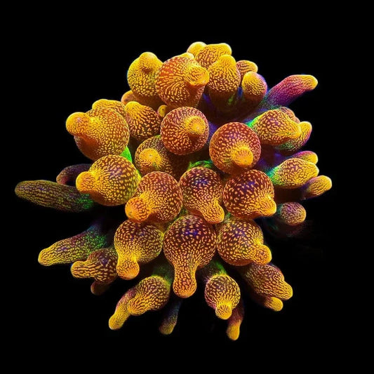 Chicago Sunburst Bubble Tip Anemone