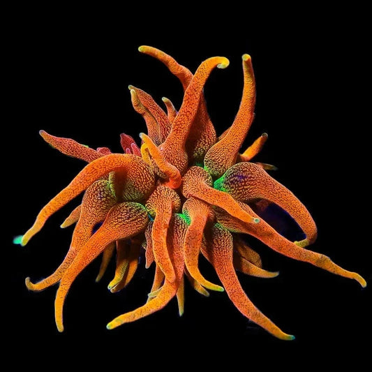 Colorado Sunburst Bubble Tip Anemone