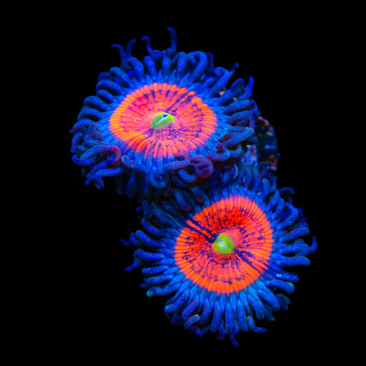 Everlasting Gobstopper Zoanthids Coral