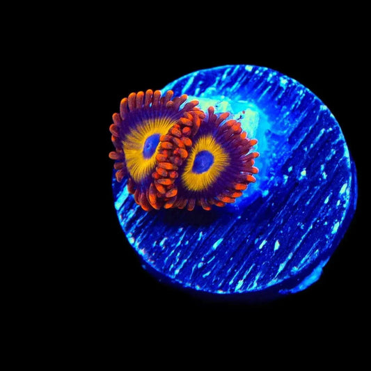 Fruit Loop Zoanthids Coral