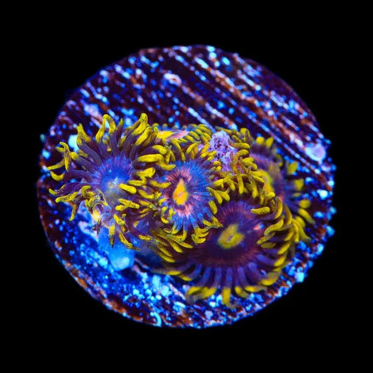 TSA Galactic Burst Zoanthids Coral
