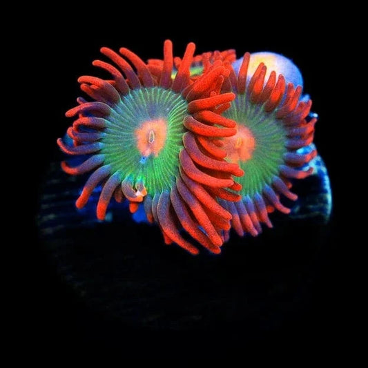 Gatorade Zoanthids Coral