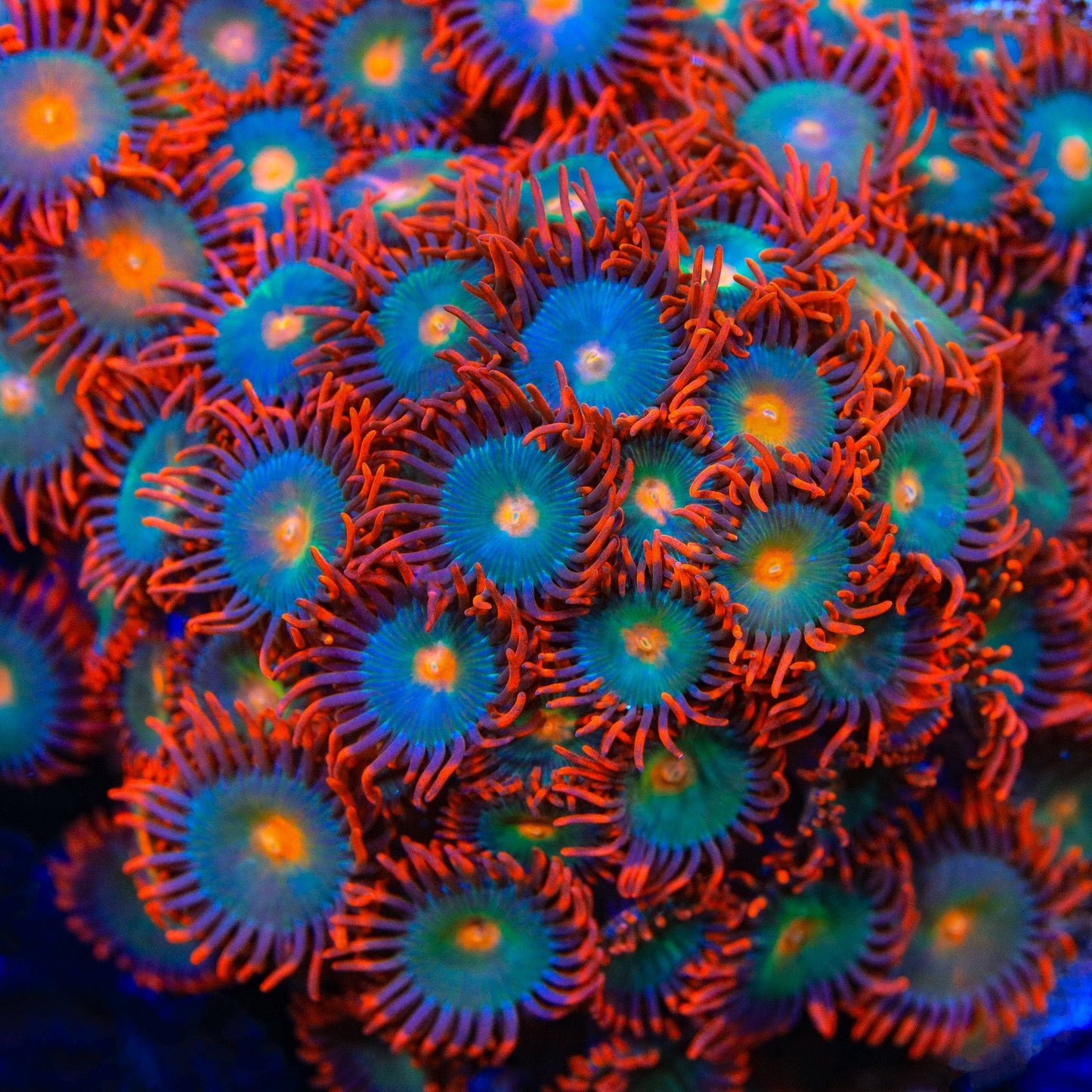 Gatorade Zoanthids Coral