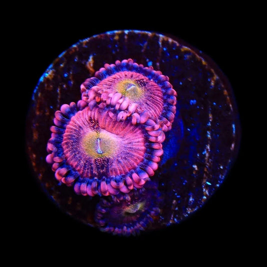 Halle Berry Zoanthids Coral
