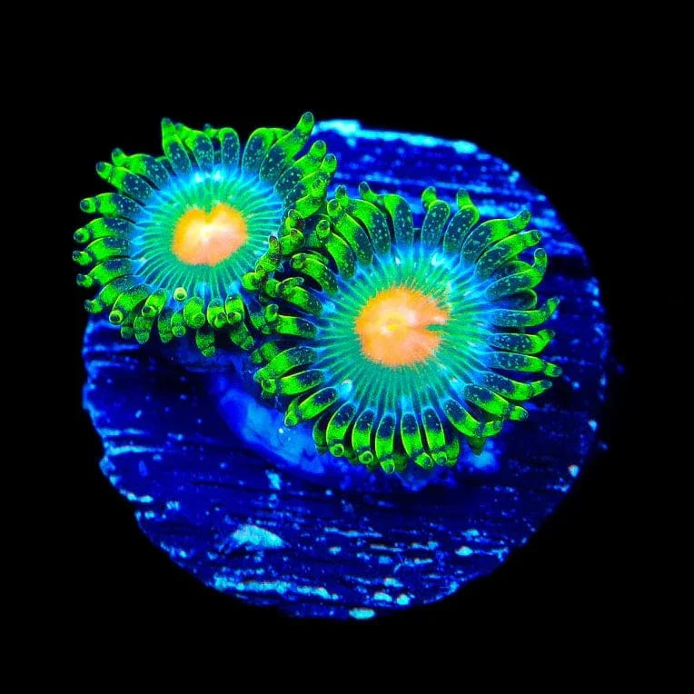 Miami Hurricane Zoanthids Coral