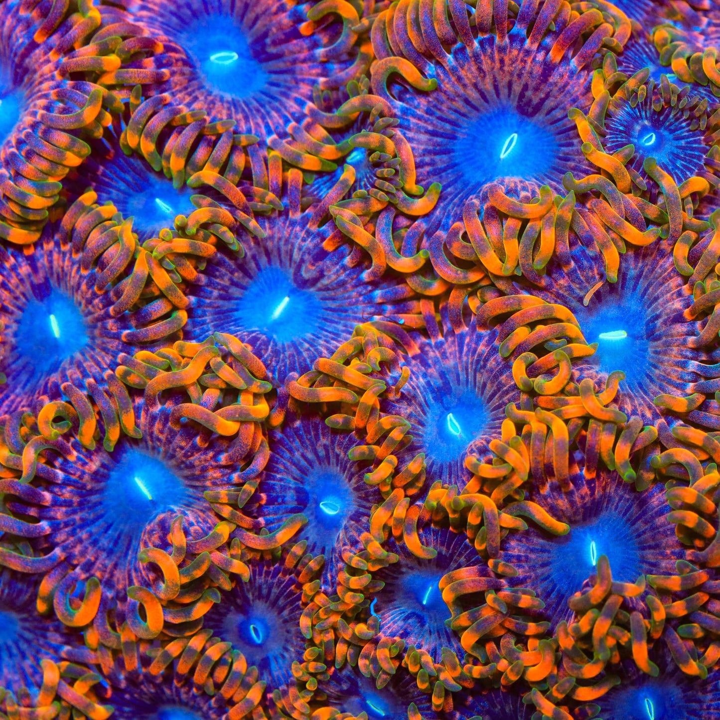 Fairy Fart Zoanthids Coral