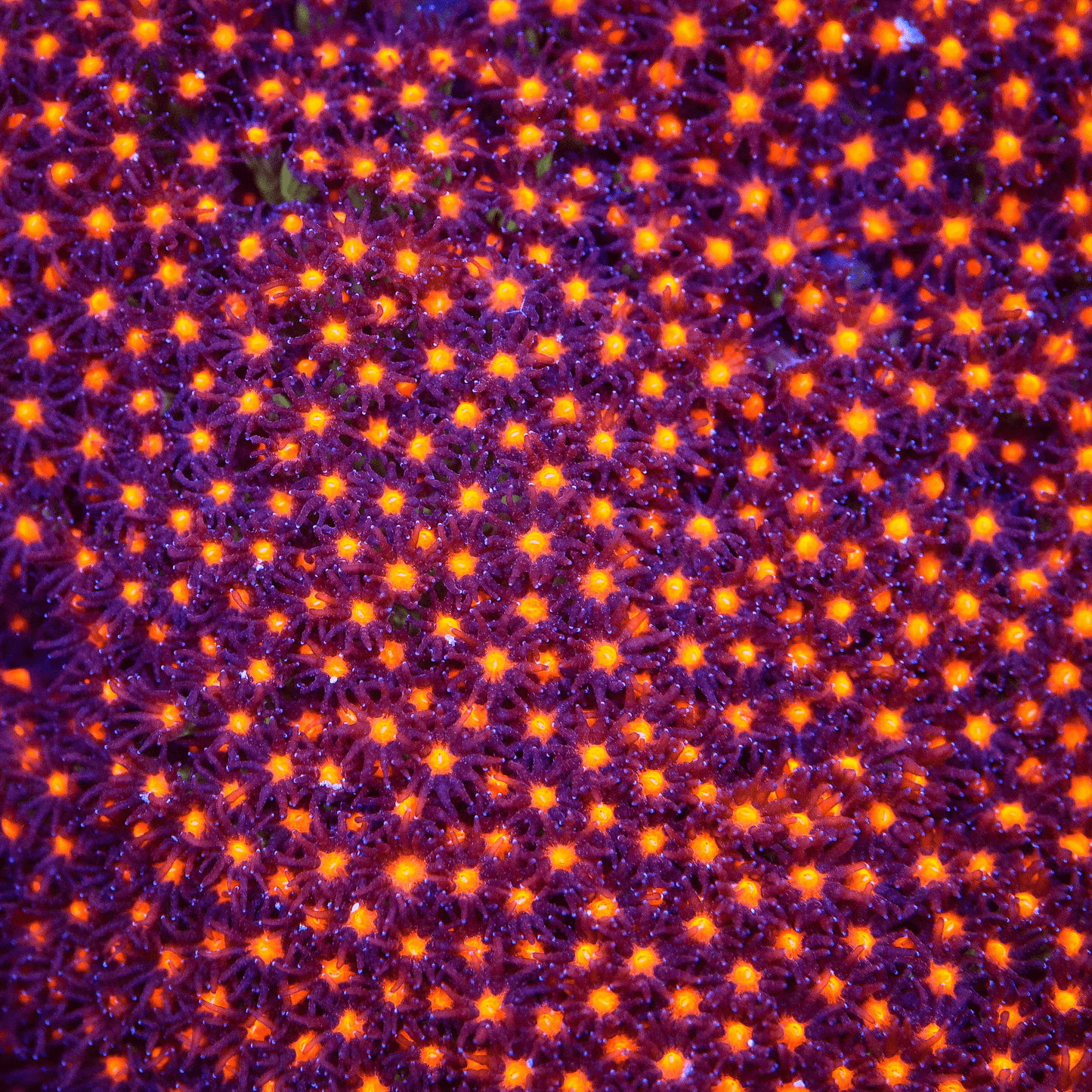 JF Sunset Stylocoeniella Coral