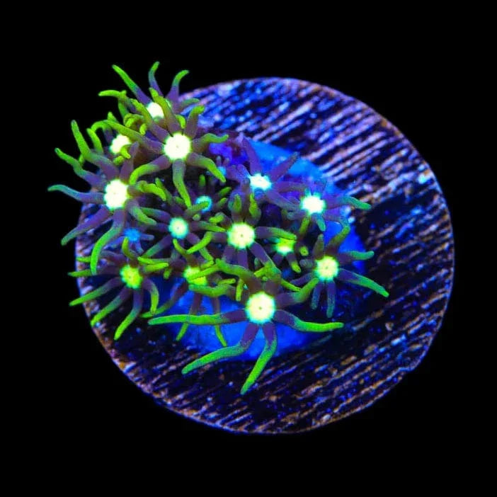 Metallic Green Center Star Polyp Coral