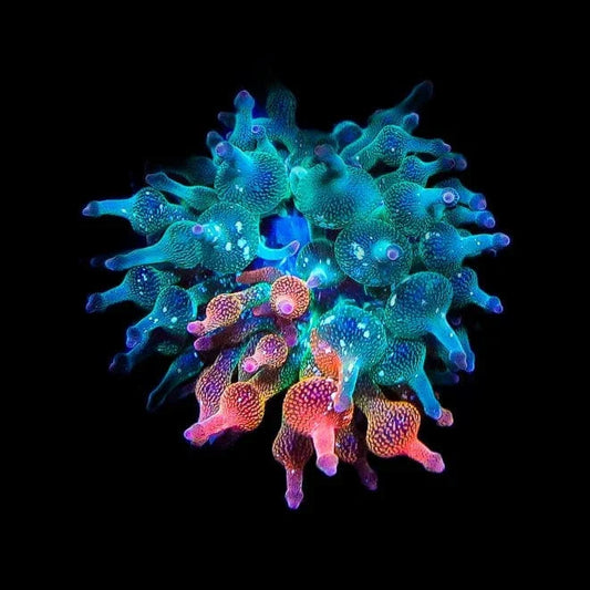 Grafted Nexus Burst Bubble Tip Anemone - 1/4 Red