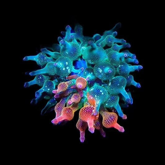 Grafted Nexus Burst Bubble Tip Anemone - 1/4 Red