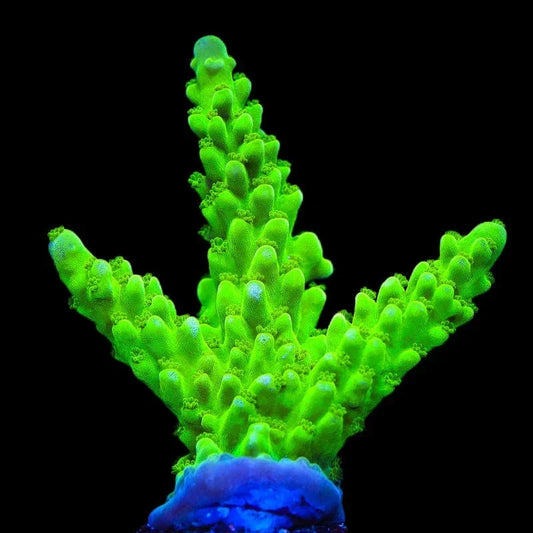 ORA Frogskin Acropora Coral