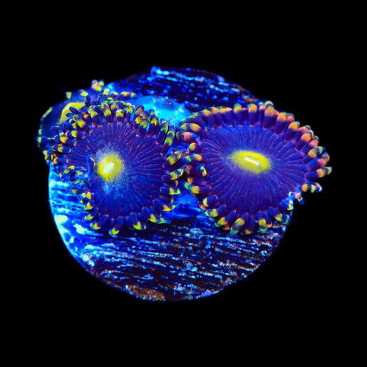 TSA Pinwheel Zoanthids Coral