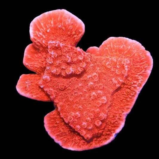 Red Montipora Cap Coral