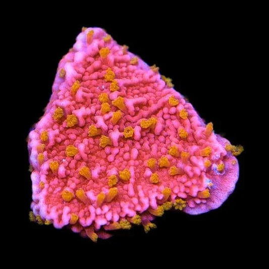 Reeftech Starburst Montipora Coral