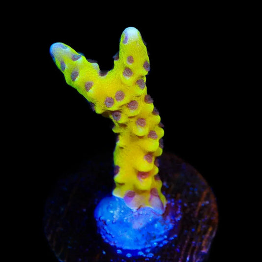 RRC Goldenrod Anacropora Coral