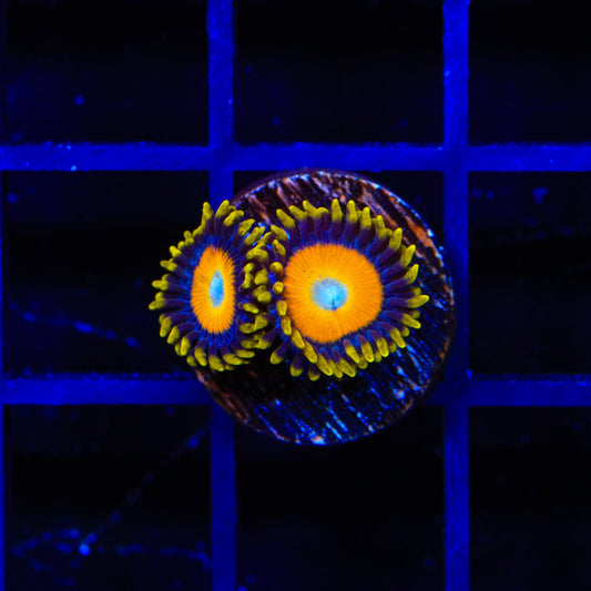 Scrambled Eggs Zoanthids Coral