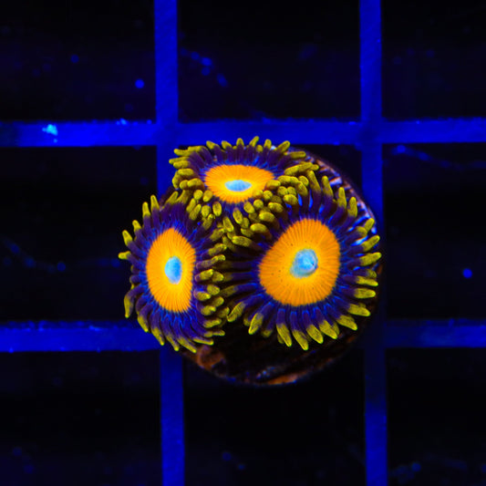 Scrambled Eggs Zoanthids Coral