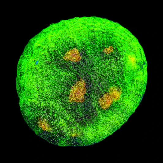 Space Invader Chalice Coral