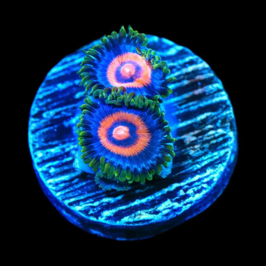 Supergirl Zoanthids Coral