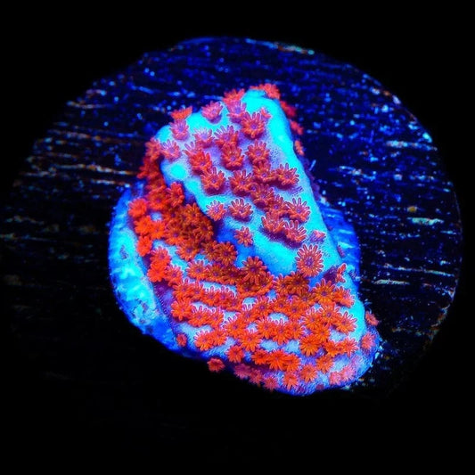 Superman Montipora Coral