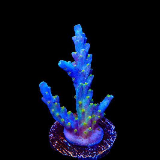 Tricolor Valida Acropora Coral