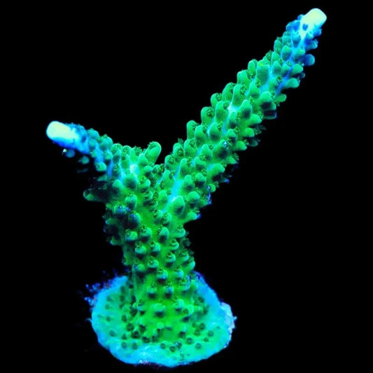 TSA Aquamarine Stag Acropora Coral