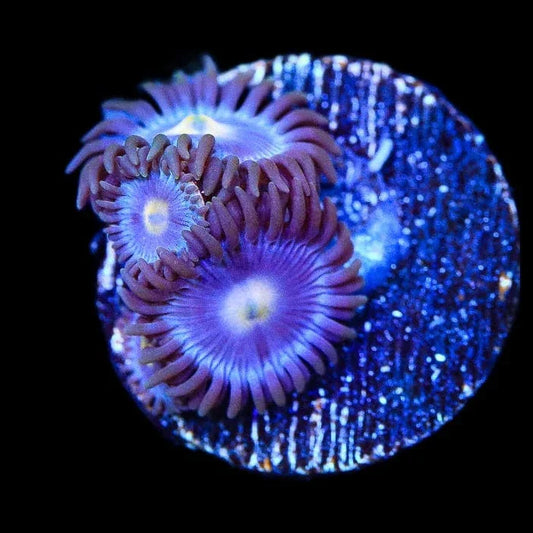 TSA Blueberry Zoanthids Coral