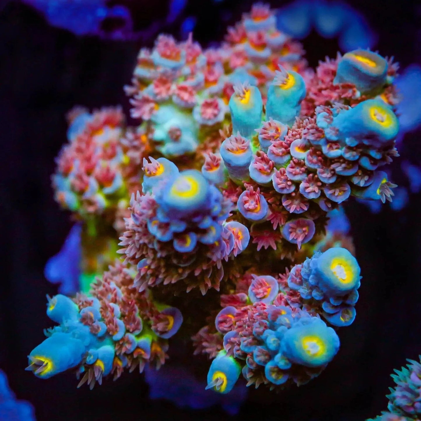TSA Bubbleyum Tenuis Acropora Corals