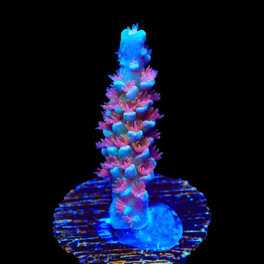 TSA Bubbleyum Tenuis Acropora Corals