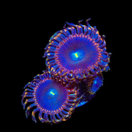 TSA Detonator Zoanthids Coral
