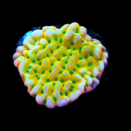 TSA Emerald City Montipora Coral