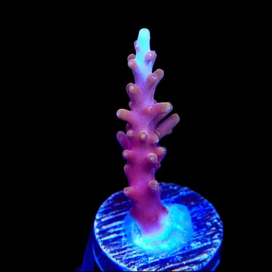 TSA Fire Dragon Acropora Coral