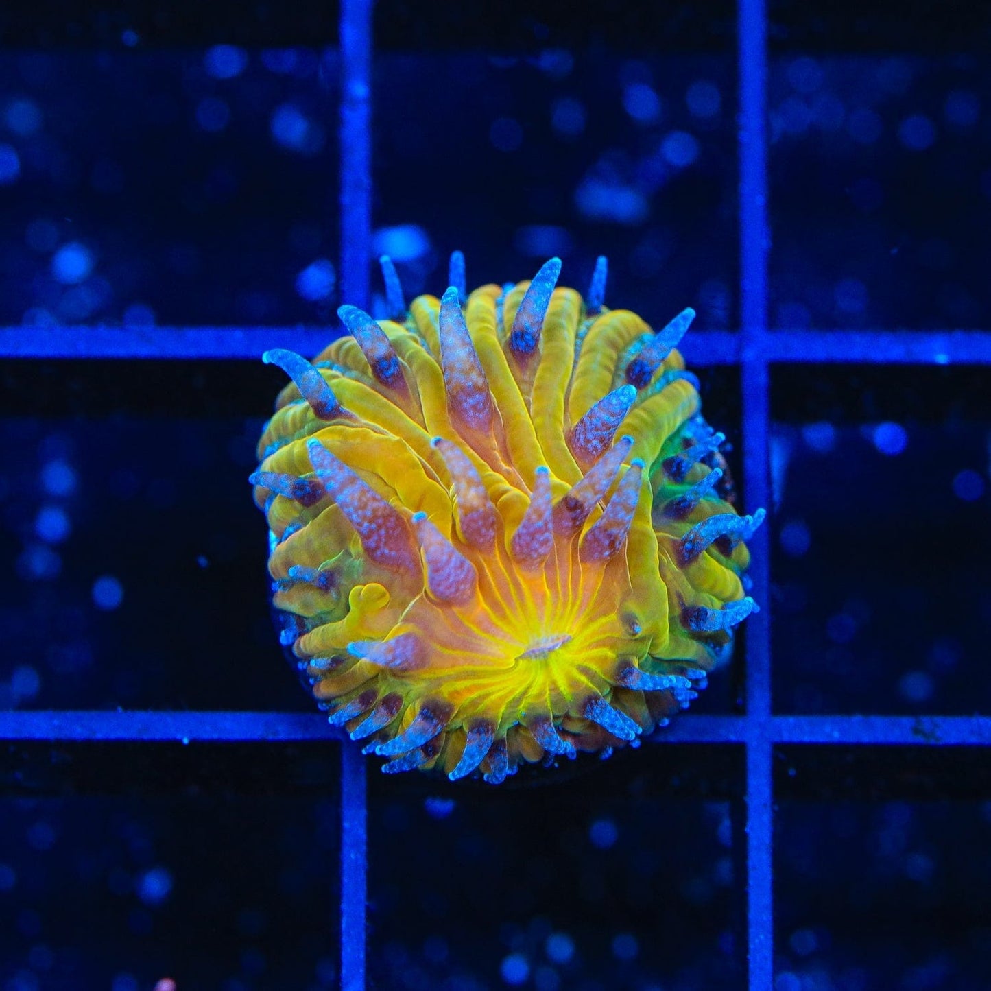 TSA Frosted Sun Aquacultured Plate Coral