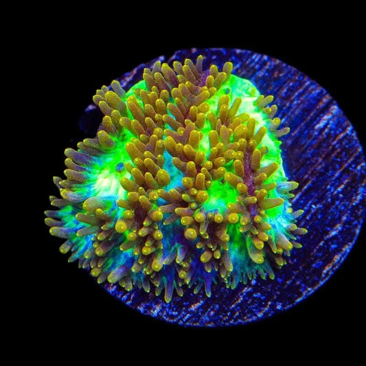 TSA Gamma Knife Coral