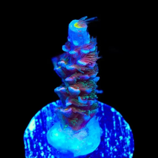 TSA Haymaker Tenuis Acropora Coral
