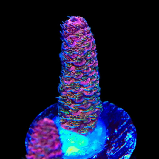 TSA Heaven and Hell Millepora Acropora Coral