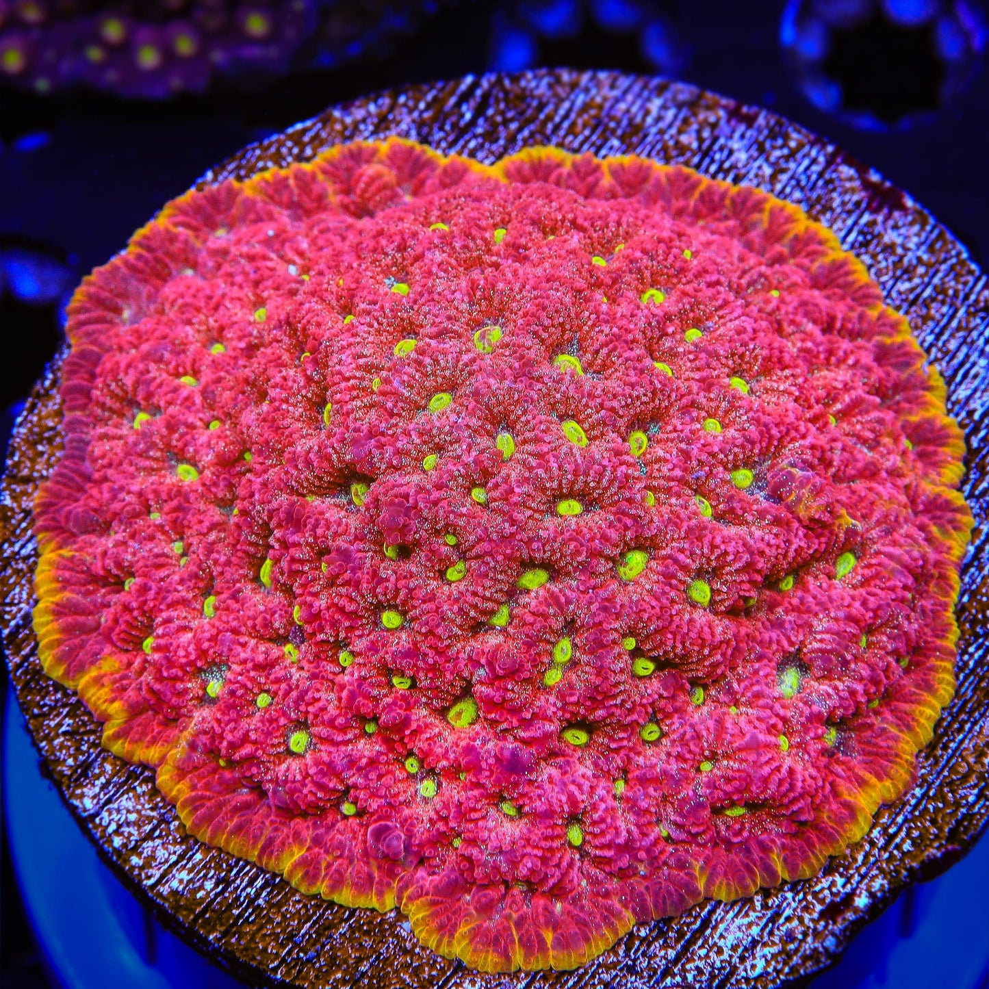 TSA Inferno Favia Coral