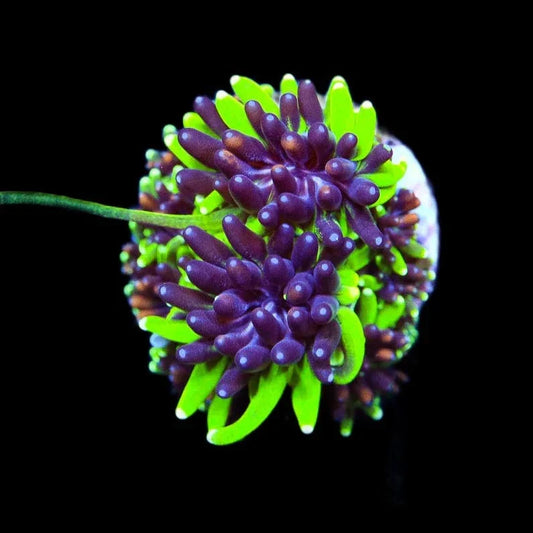 TSA Mardi Gras Galaxea Coral