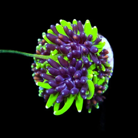 TSA Mardi Gras Galaxea Coral