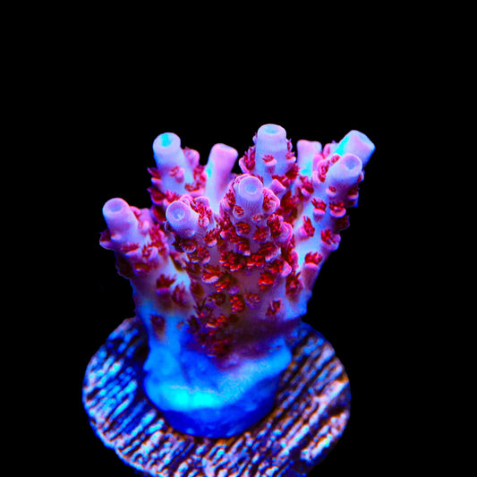 TSA Optimus Prime Acropora Coral